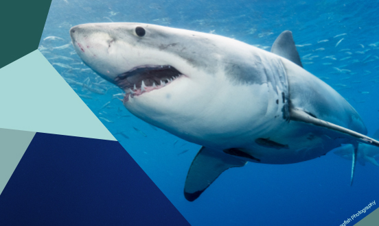 Oceanic Adoption Set